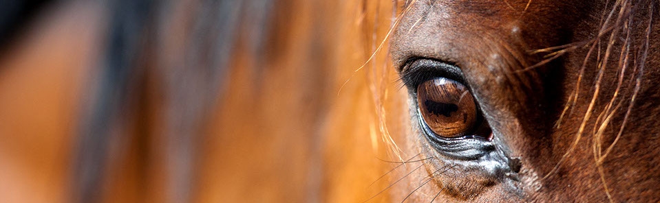 close up of horse eye