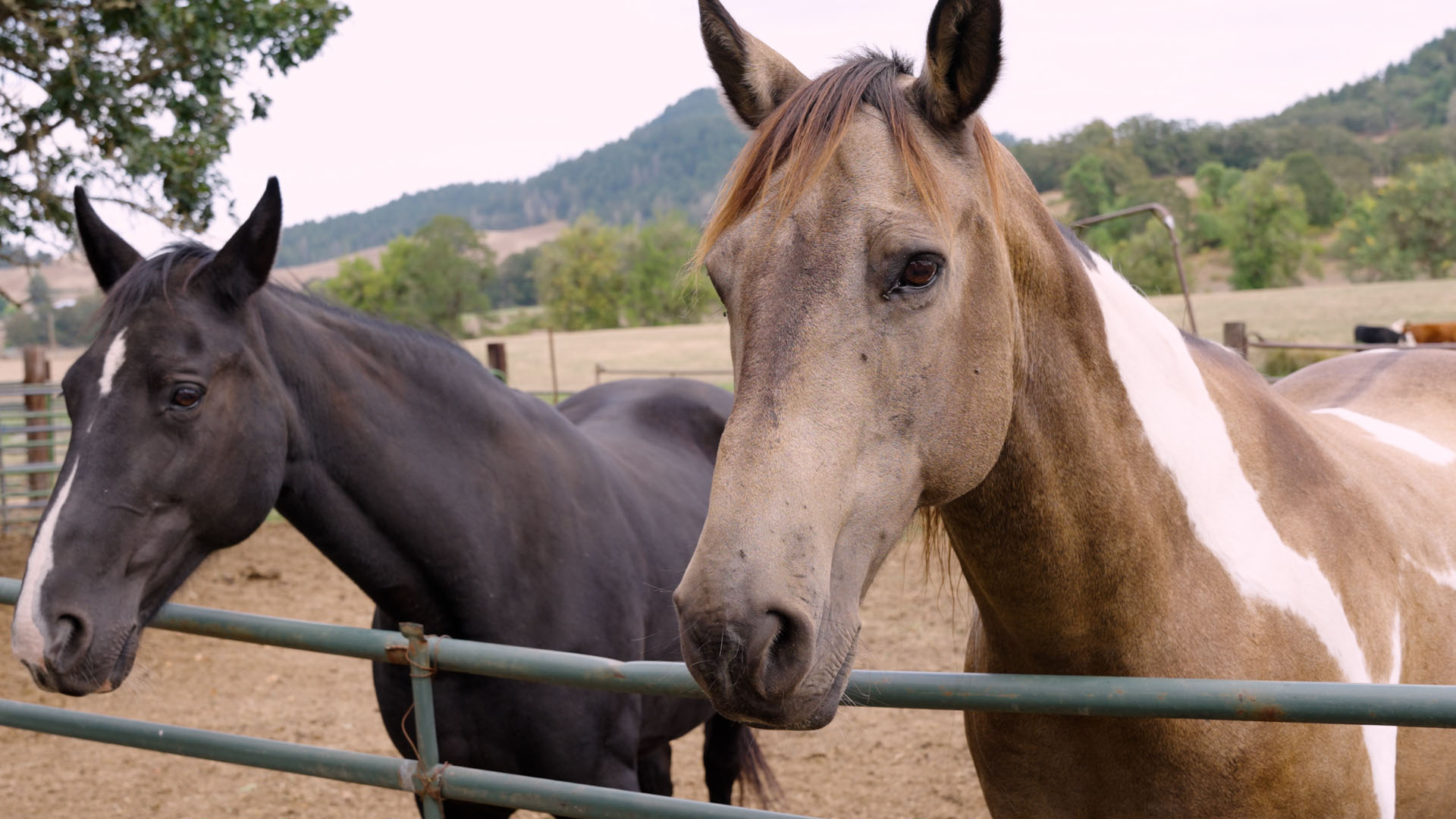 Two horses in a field