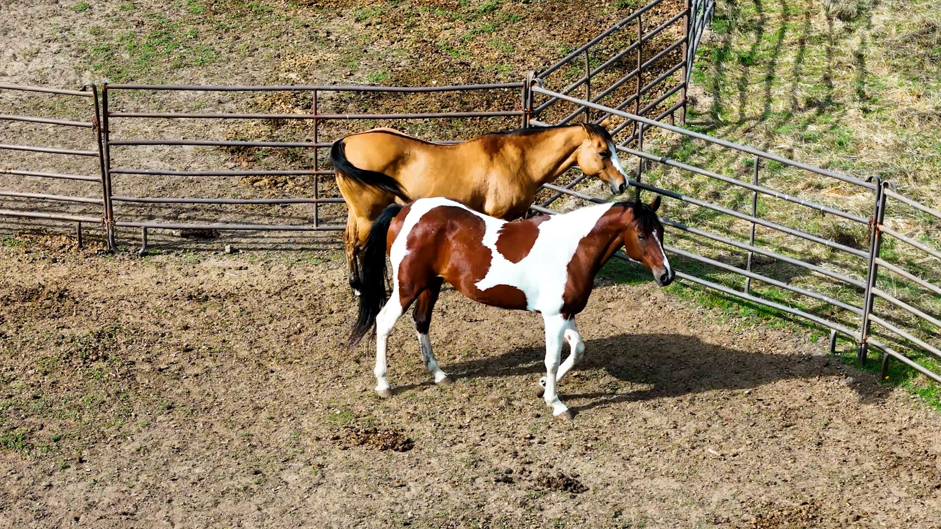 Aerial shot of two horses