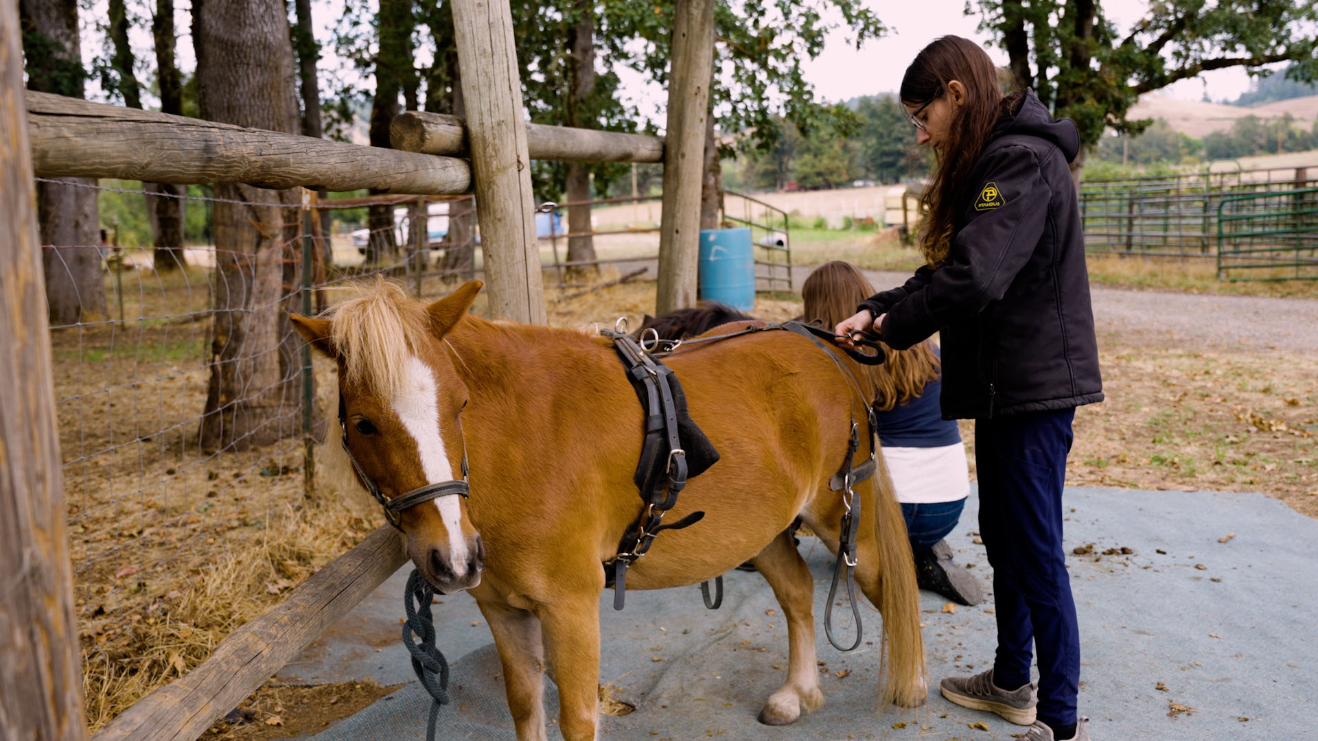 A girl and a horse