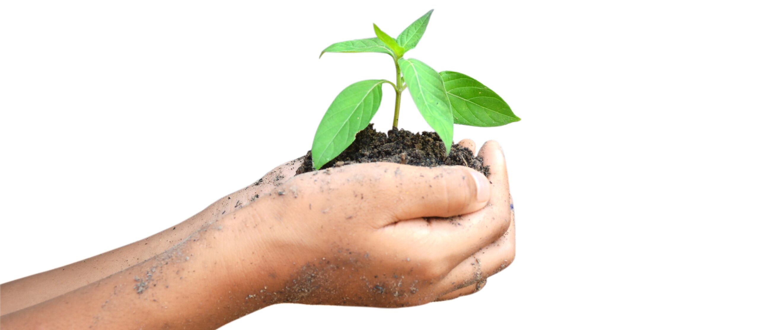 hand holding plant